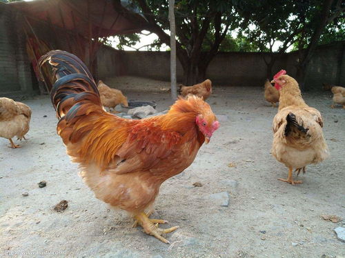 鸡的慢性肠炎怎么治鸡拉稀吃什么药,鸡肠炎特效药